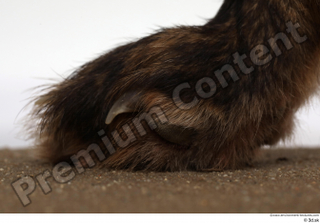 Red fox foot 0009.jpg